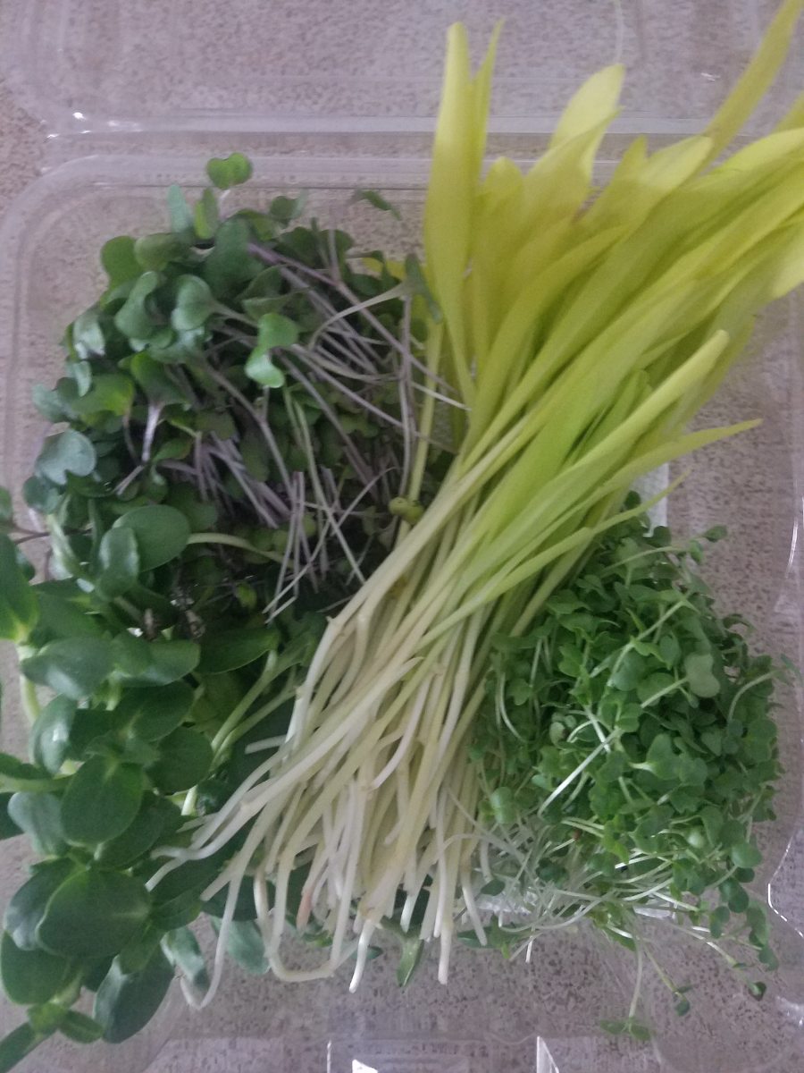 microgreen-four-pack